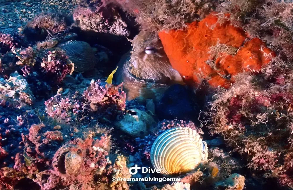 Dive Center Areamare Diving - Italy - photo 2