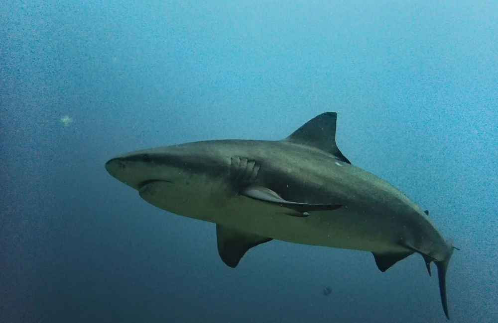 Freelance Instructor Hike and Dive Costa Rica - Costa Rica (Pacific) - photo 5