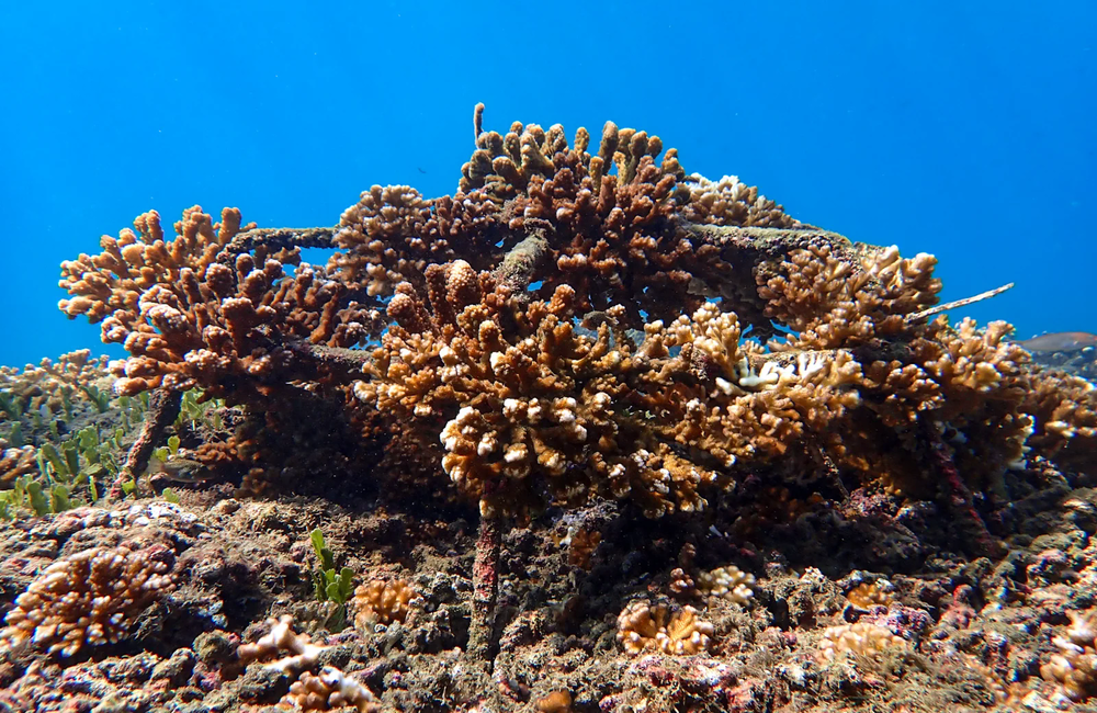 Freelance Instructor Hike and Dive Costa Rica - Costa Rica (Pacific) - photo 4