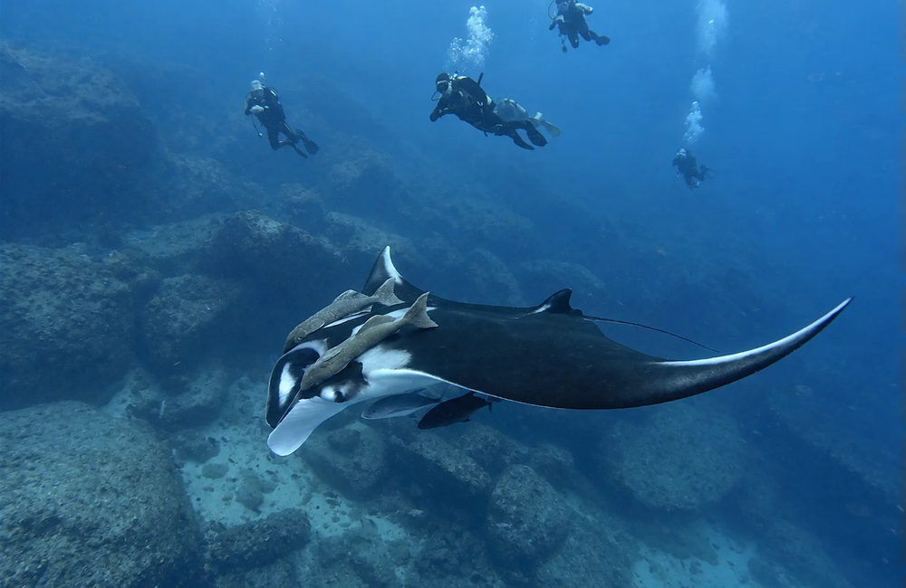 Freelance Instructor Hike and Dive Costa Rica - Costa Rica (Pacific) - photo 1