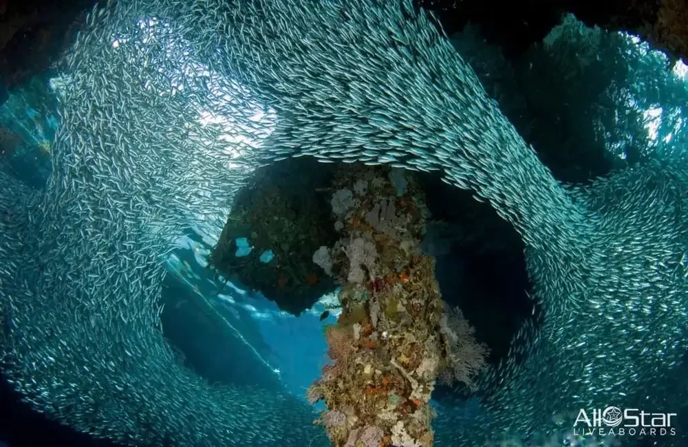 Liveaboard All Star Aurora - Asia-Pacific - photo 4