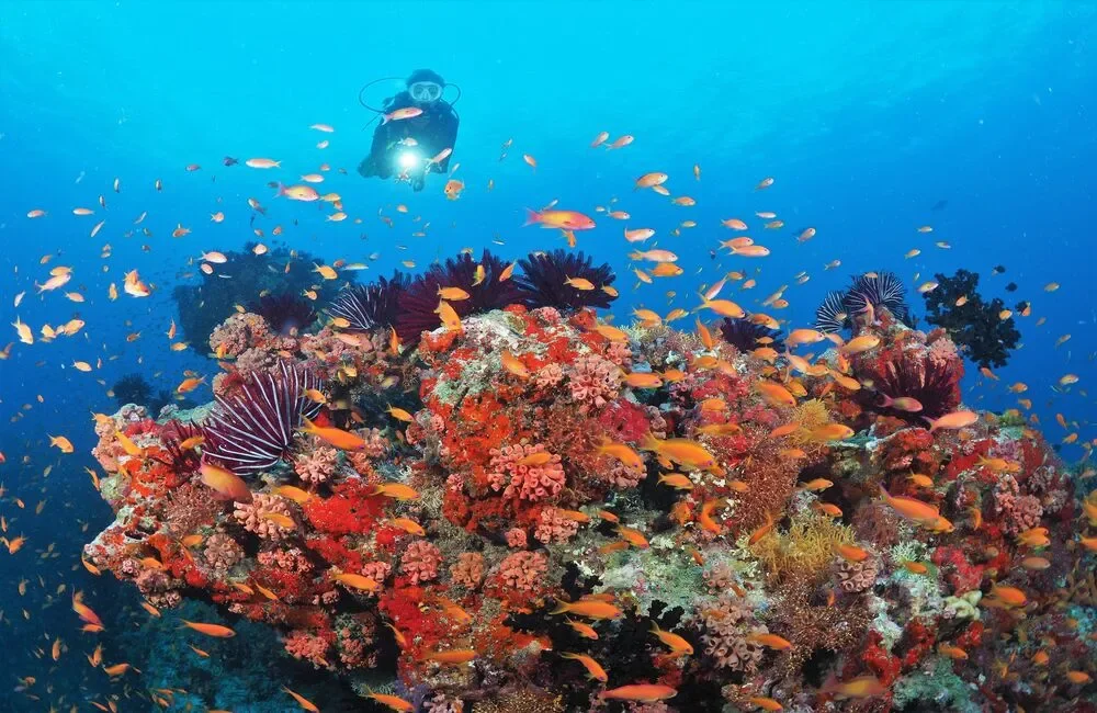 Dive Center Divepoint Meedhupparu - Northern Atolls – Thoddoo - photo 2
