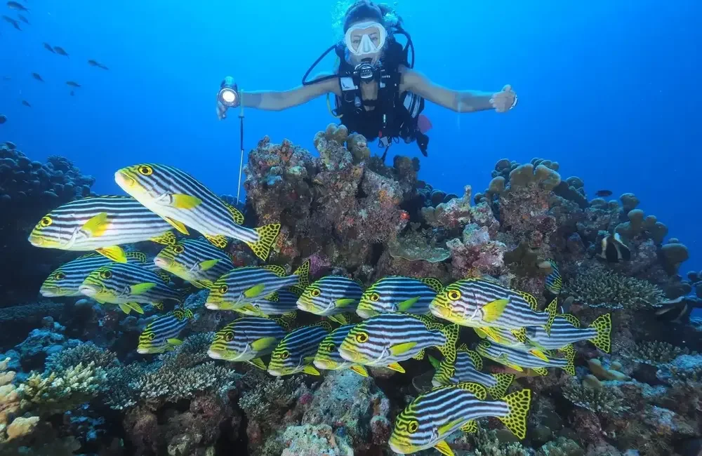 Dive Center Divepoint Meedhupparu - Northern Atolls – Thoddoo - photo 4