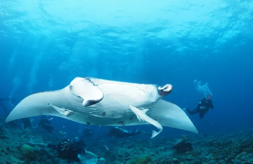 Dive Center Divepoint Meedhupparu - Northern Atolls – Thoddoo - photo 5