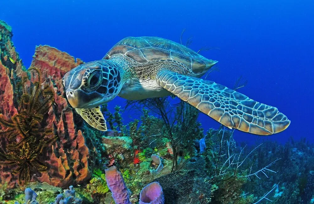 Dive Center DEEP TURTLE PLONGEE - Caribbean - photo 2