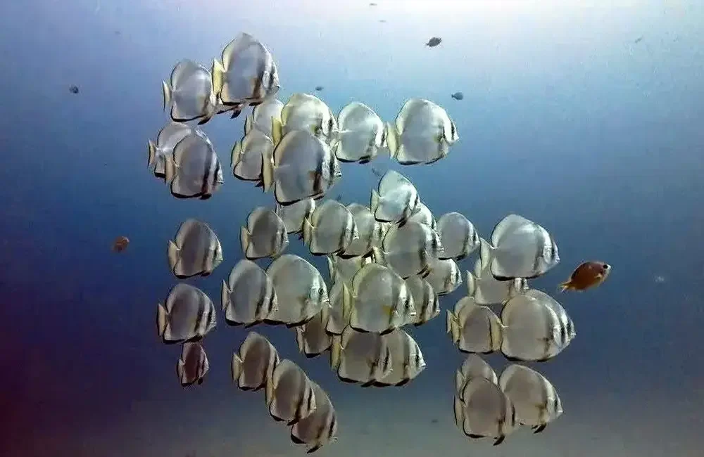 Dive Center Action Divers - Asia-Pacific - photo 3