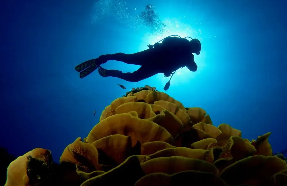Dive Center Adventure Cook Islands - Asia-Pacific - photo 2