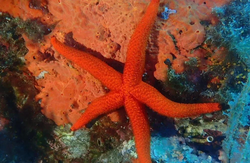 Dive Center Carnac Plongée Dive Center - Atlantic - photo 2