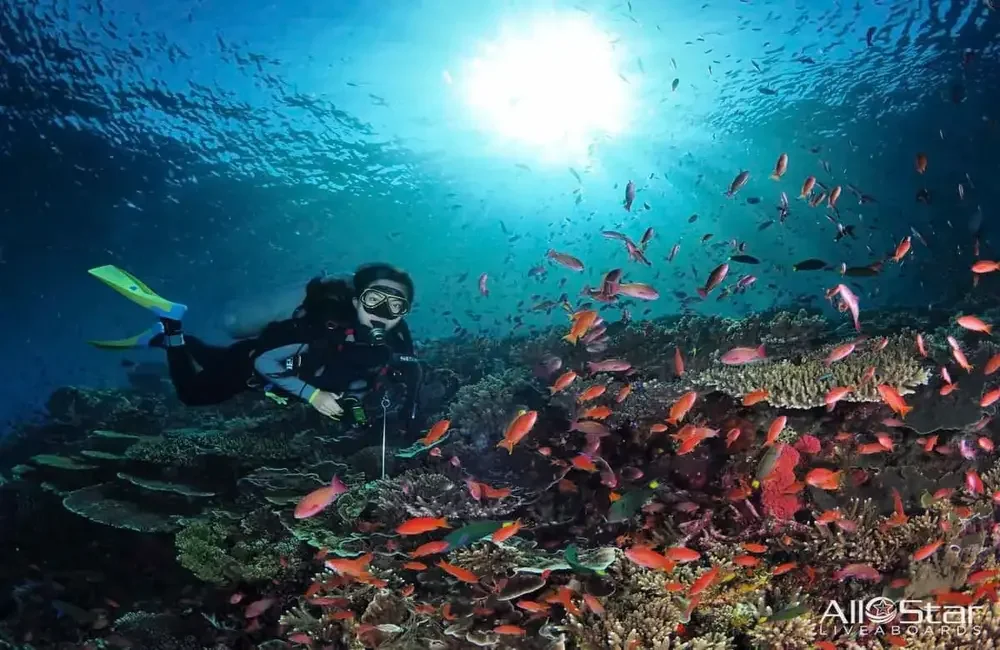 Liveaboard All Star Velocean - Asia-Pacific - photo 5