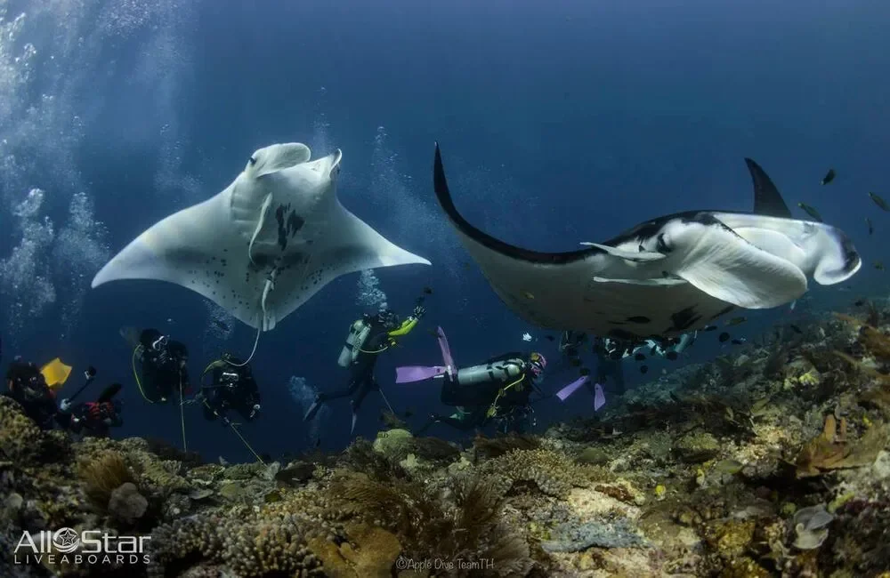 Liveaboard All Star Velocean - Asia-Pacific - photo 4