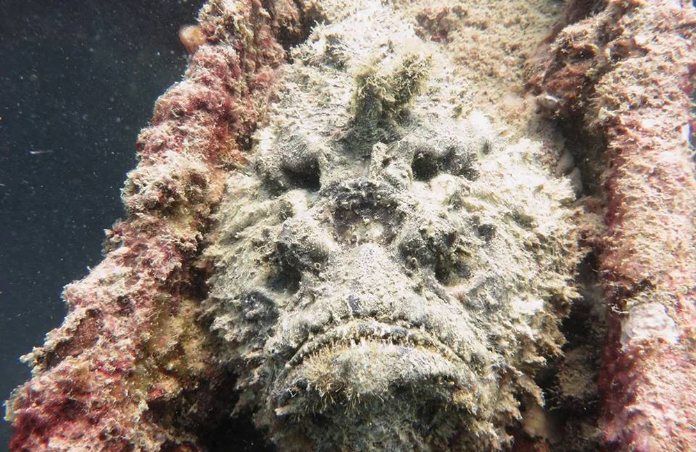 Dive Center Merlin Divers Phuket - Phuket & Phang Nga - photo 5