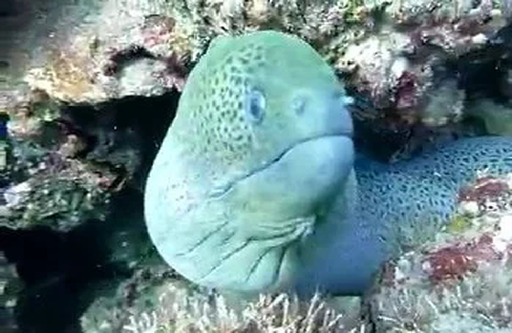 Dive Center Merlin Divers Phuket - Phuket & Phang Nga - photo 4