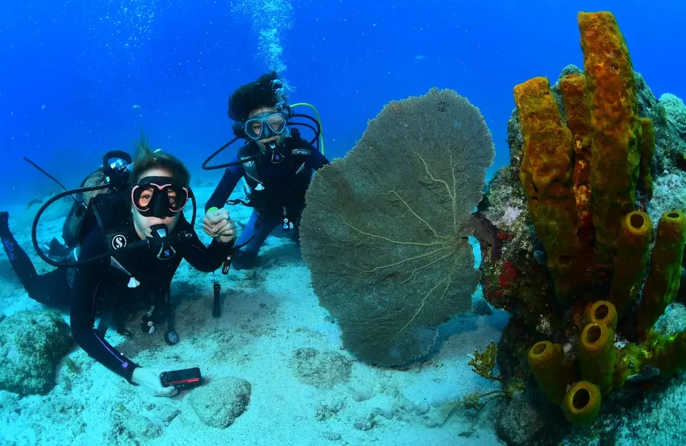 Dive Center Les Heures Saines - Caribbean - photo 4