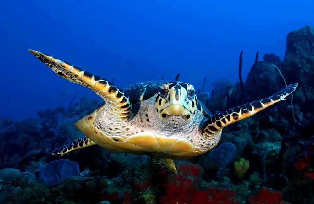 Dive Center Les Heures Saines - Caribbean - photo 2