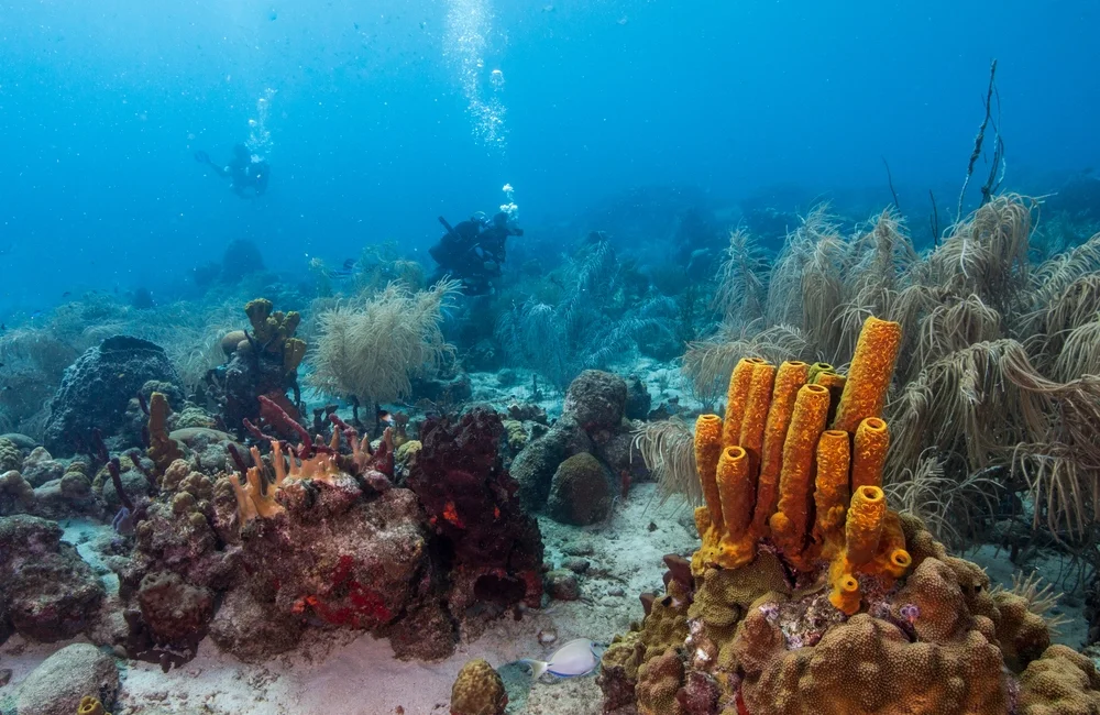 Dive Center Les Heures Saines - Caribbean - photo 5