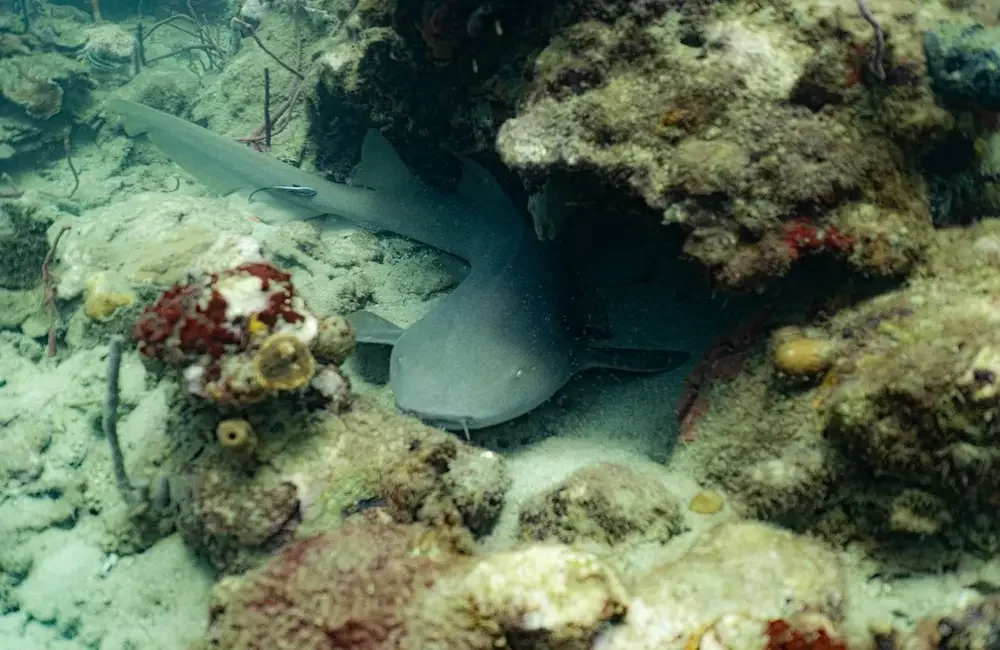 Dive Center Ankay Conservation - Caribbean - photo 2