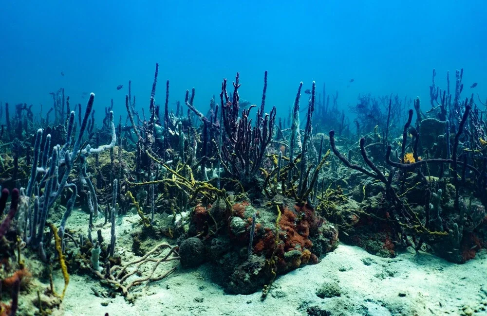 Dive Center Ankay Conservation - Caribbean - photo 3