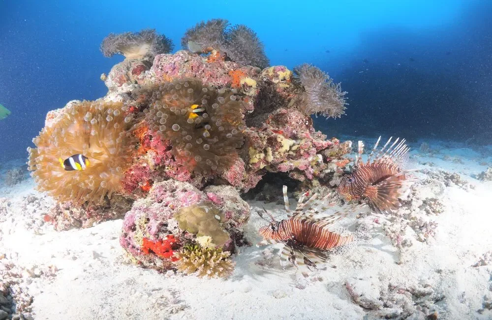 Dive Center Divepoint Vadoo - Southern Atolls - photo 4