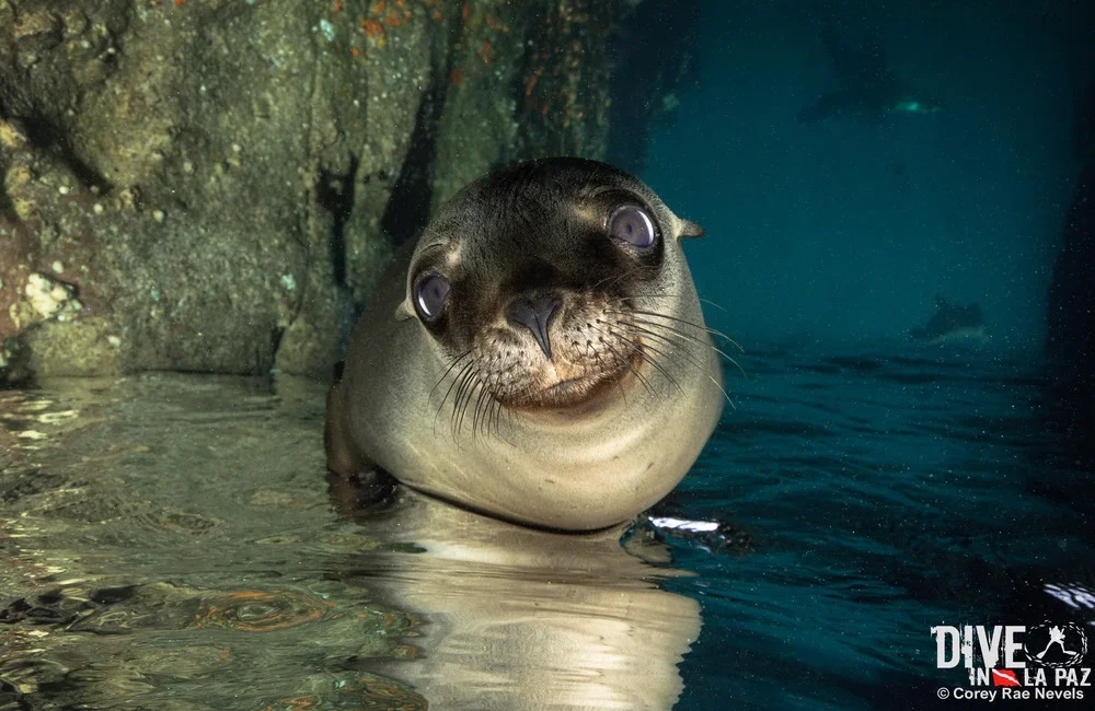 Dive in La Paz