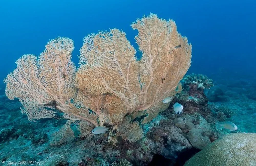 Dive Center Adventure Blue Vision - Madagascar - photo 3