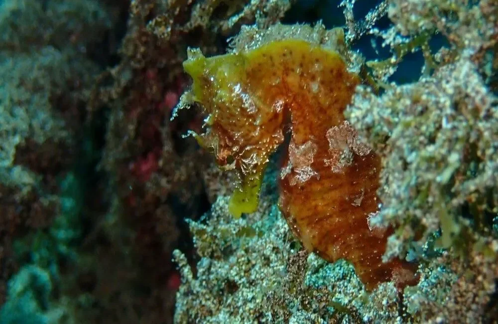 Dive Center ACTIVE SCUBA DIVERS - Atlantic - photo 2